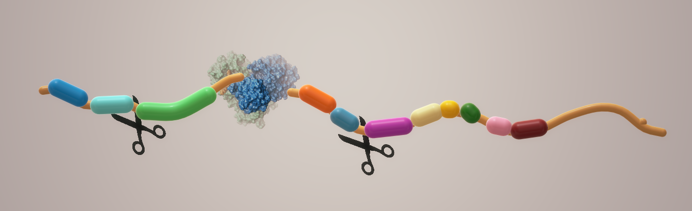 Repurposing FDA-zugelassener Medikamente zur Inhibition der SARS-CoV-2-Hauptprotease: Eine virtuelle Screening-Analyse