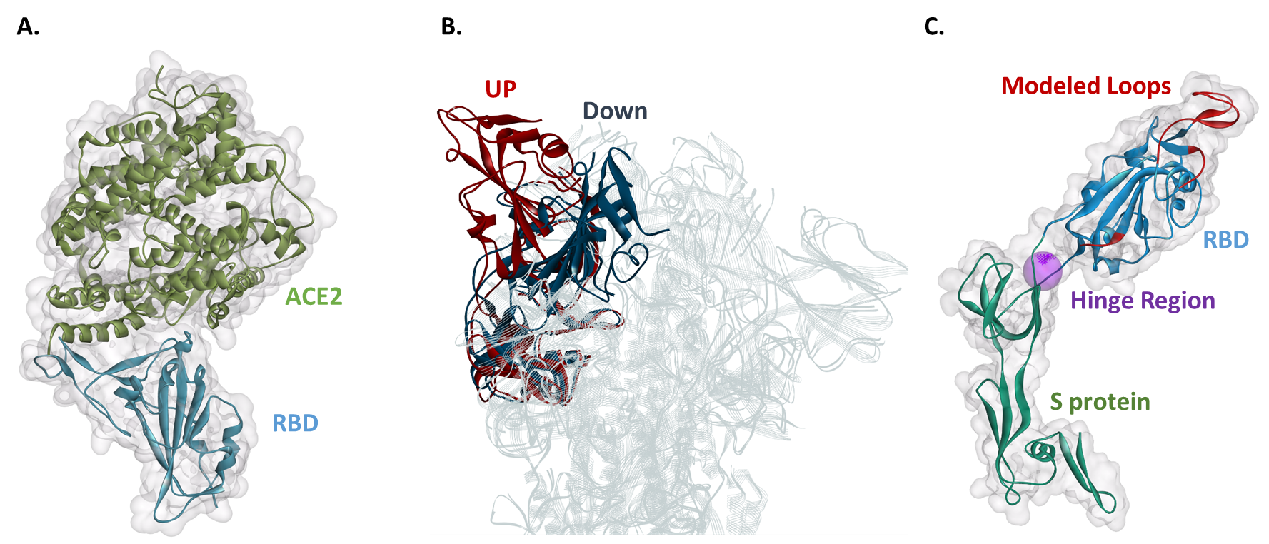 Molekulares Modelling nutzen, um neuartige therapeutische Targets für SARS-CoV-2 zu entdecken