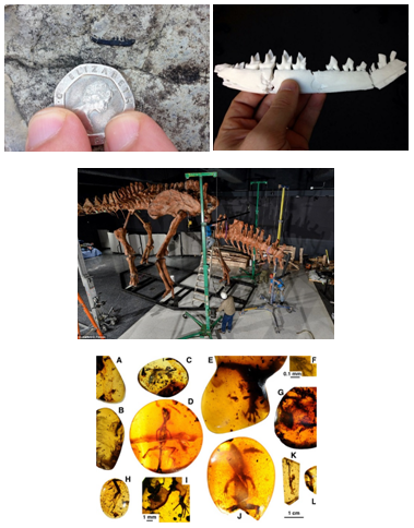 Geschichte enthüllen: Wie 3D-Druck Archäologie und Paläontologie transformiert