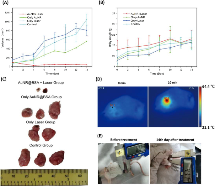BSA-beschichtete Goldnanostäbe ermöglichen Low-Dose NIR-II Photothermische Therapie