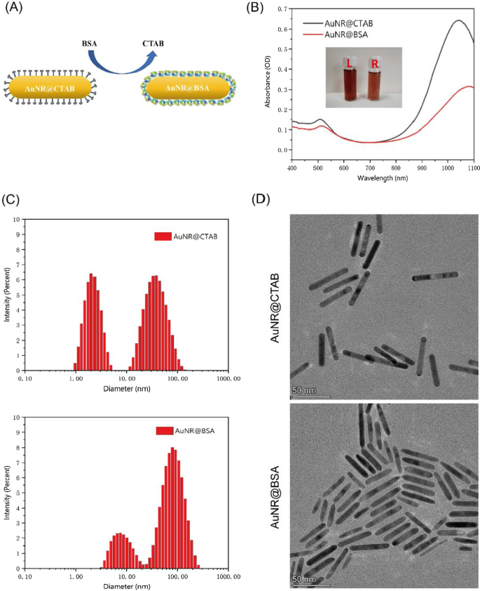 BSA-beschichtete Goldnanostäbe ermöglichen Low-Dose NIR-II Photothermische Therapie
