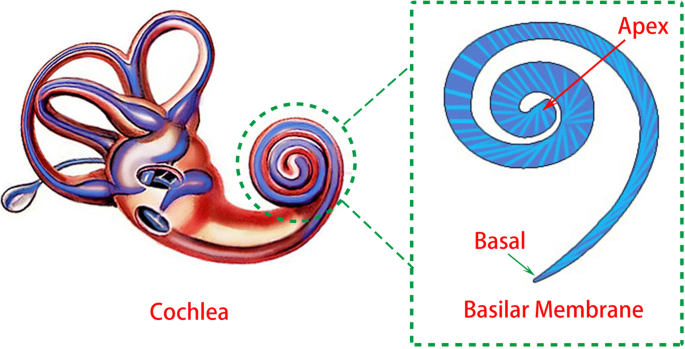Selbstversorgender bionischer Cochlea-Basilar-Membran-Sensor mittels Triboelektrischem Nanogenerator für hochauflösende Frequenzselektivität