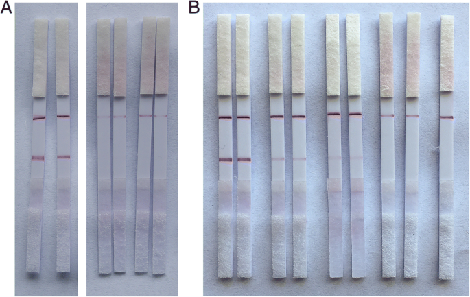 Schnelle Vor-Ort-Detektion von Rongalit in Lebensmitteln mittels Aptamer-basiertem Sandwich-Lateral-Flow-Strip-Assay