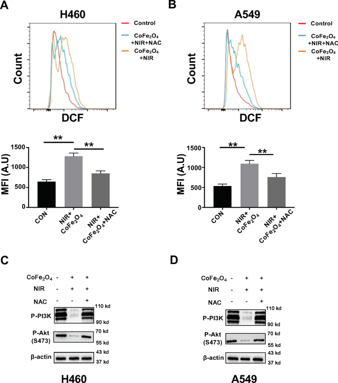 CoFe₂O₄-Quantenpunkte: Duale Photothermische/Photodynamische Therapie für NSCLC – Induktion von Apoptose über PI3K/AKT-Modulation